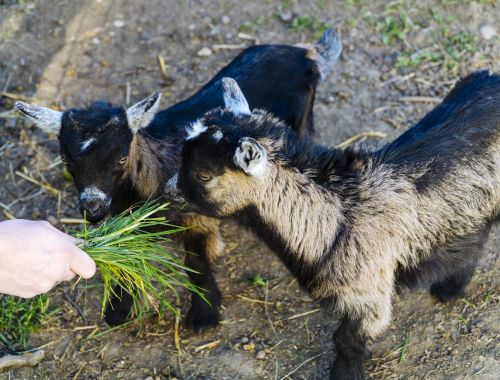 Symbolbild Baumschatten im Außenbereich des Millianshofes